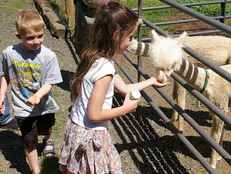 alpacas 2.jpg